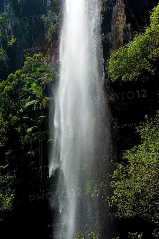 Protesters falls waterfall with palm trees, water, fresh, nature, environment, Nightcap National Park, Queensland, Australia, Oceania