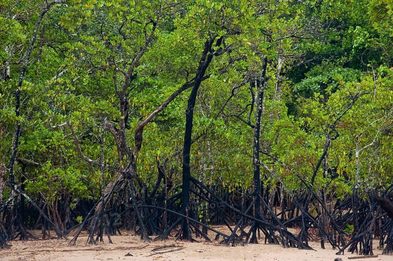 Mangrove forest, rainforest, tropical, tropical forest, tropical, Daintree river, Cape tribulation, Port Douglas, Australia, Oceania
