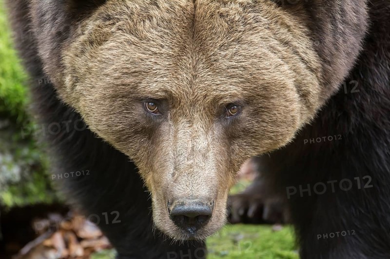 Brown Bear (Ursus arctos), animal enclosure, Bavarian Forest National Park, Bavaria, Germany, Europe