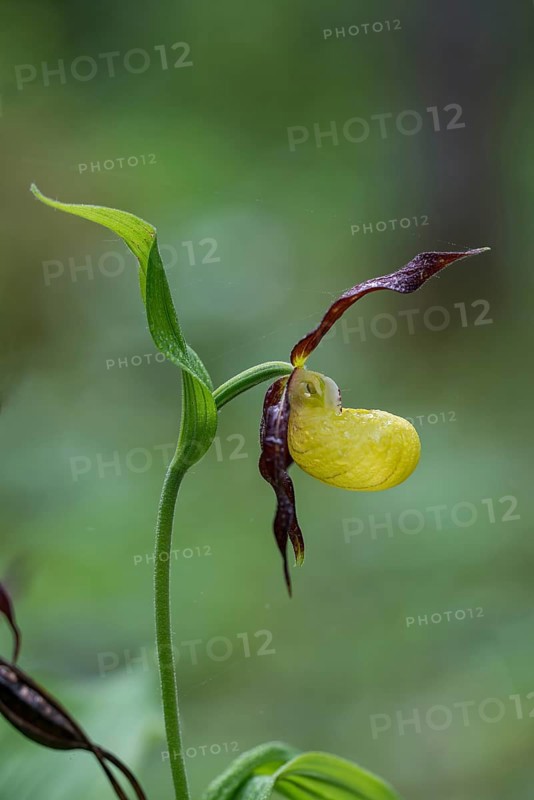 Yellow lady's slipper orchid (Cypripedium calceolus), Kalkalpen National Park, Upper Austria, Austria, Europe