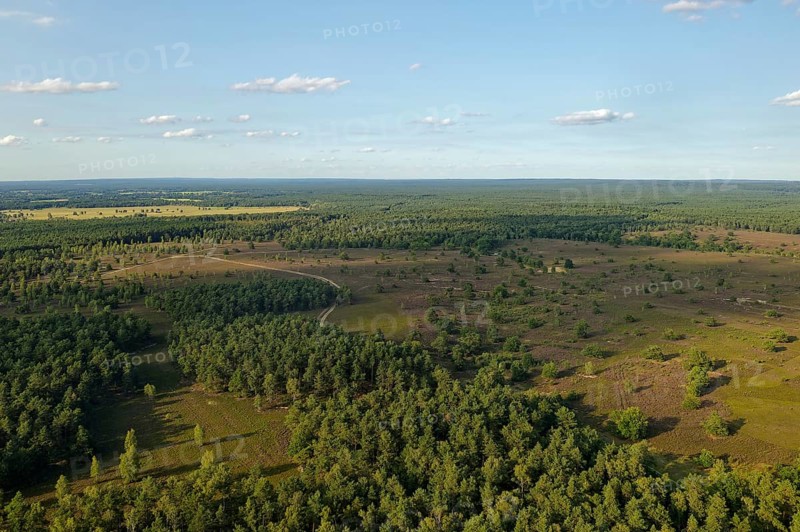Aerial view of the Osterheide during the heath blossom in the Lüneburg Heath. Schneverdingen, Lower Saxony, Germany, Europe