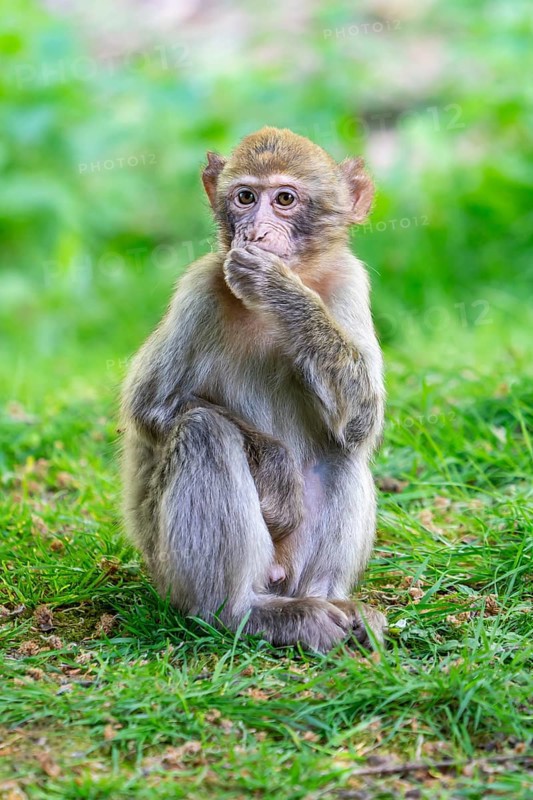 Barbary macaque (Macaca sylvanus), juvenile, Occurrence in Morocco, captive, Rhineland-Palatinate, Germany, Europe