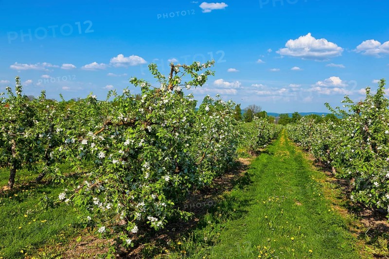 Orchards near Borthen