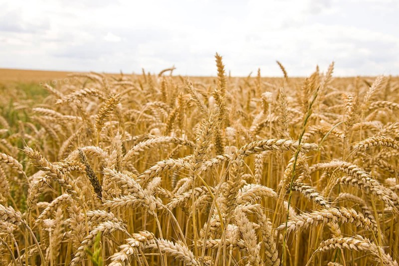 Rye field near Roßwein
