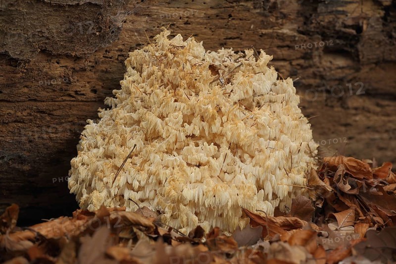 Spiny Beard (Hericium clathroides), Beech Spiny Beard, Spiny Beard, Spiny Beard, Hericium, Russulaceae, Russulales, Russulaceae, mushroom, Idstein, Taunus, Hesse, Germany, Europe