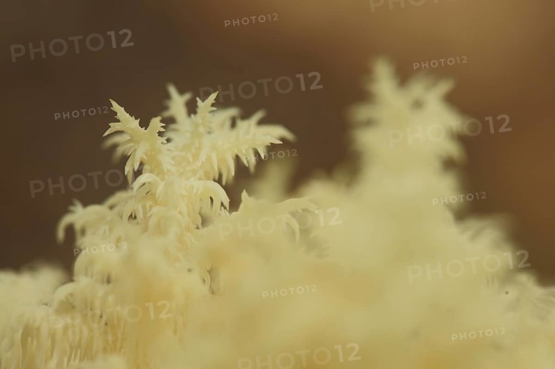 Branched spiny beard (Hericium clathroides), detail, Marko, monochrome, yellow, ochre, bizarre, filigree, spiny, beech spiny beard, spiny beards, spiny beard, Hericium, russulaceae, brittle-leaved, Russulales, stand mushroom, mushroom, Idstein, Taunus, Hesse, Germany, Europe