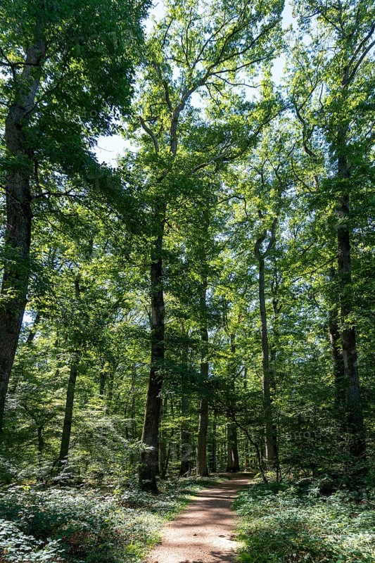 Summer in oak forest, Forest of Troncais. Allier department. Auvergne Rhone Alpes. France