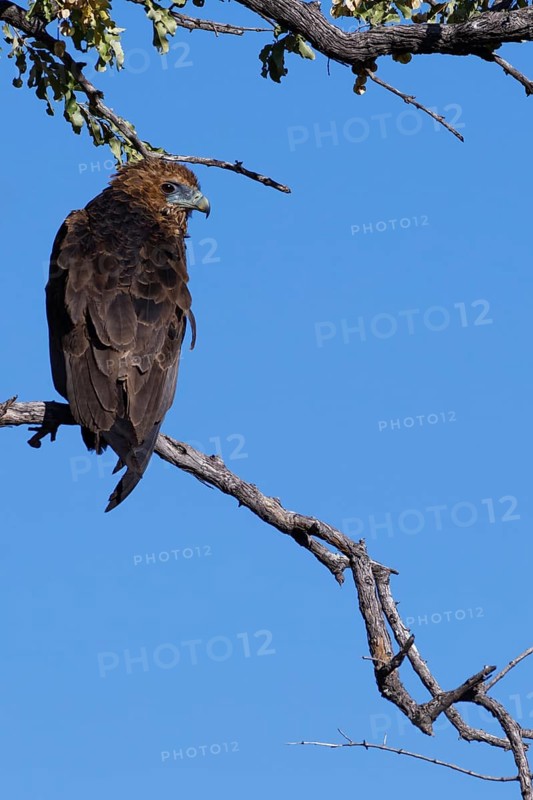 Bateleur eagle (Terathopius ecaudatus), immature, perched on a branch, Mahango Core Area, Bwabwata National Park, Kavango East, Caprivi Strip, Namibia, Africa