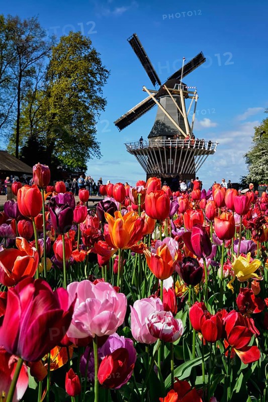 KEUKENHOF, NETHERLANDS, MAY 9, 2017: Blooming pink tulips flowerbed in Keukenhof garden, aka the Garden of Europe, one of the world largest flower gardens & windmill & tourists. Lisse, Netherlands