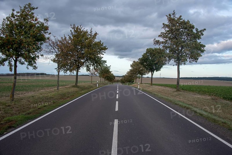 Empty country road, tree-lined avenue, Harz foreland, Saxony-Anhalt, Germany, Europe