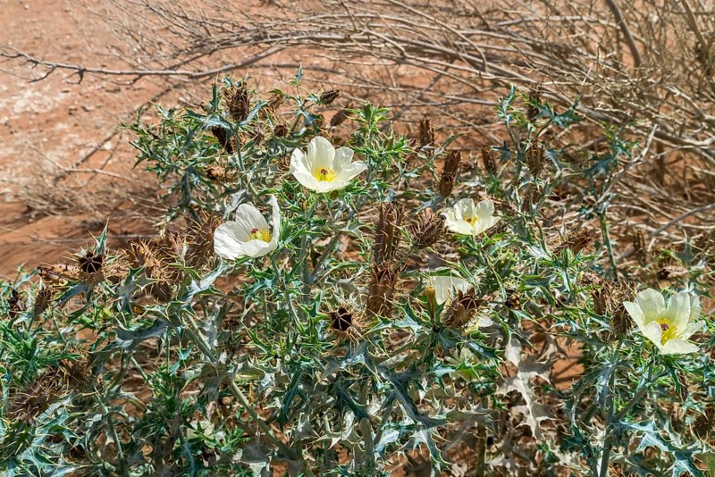 Prickly poppy (Argemone ochroleuca ochroleuca), Namib, Namibia, Africa