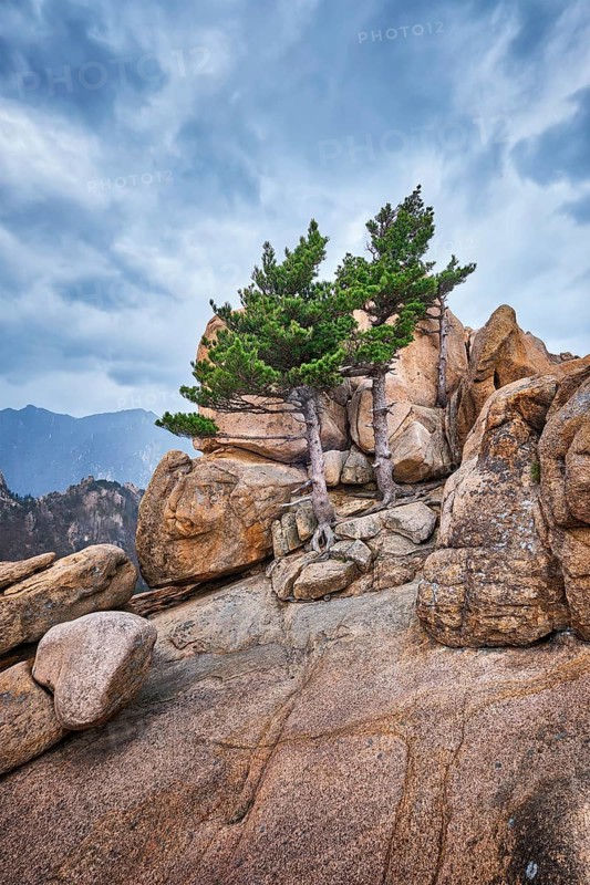 Rock with pine trees in cloudy weather. Seoraksan National Park, South Korea, Asia