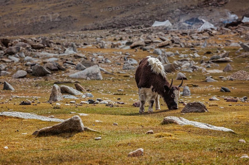 Yak calf grazing in Himalayas. Ladakh, India, Asia