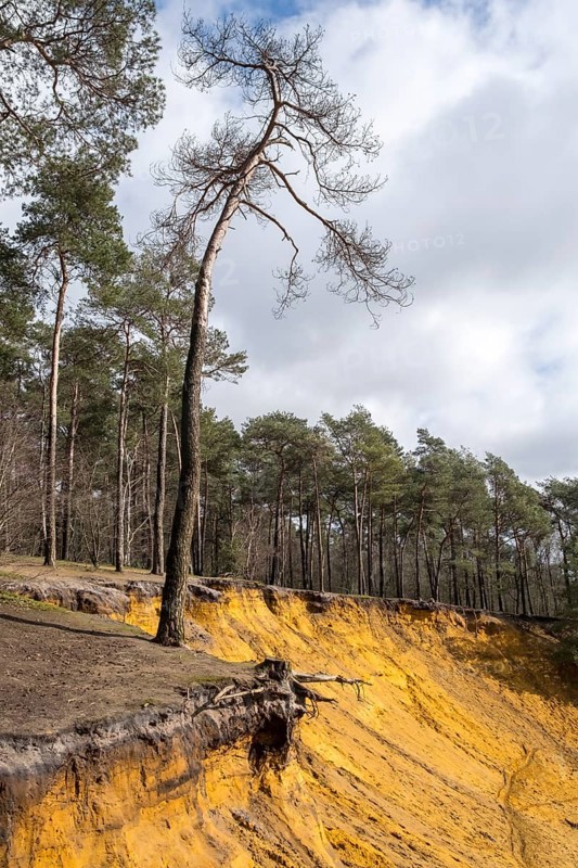 Haltern sands at Hünsberg, formed from the sand deposits of a Cretaceous shelf sea, former quartz mining area, sand escarpment, Coesfeld, North Rhine-Westphalia, Germany, Europe
