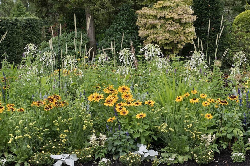 Perennial bed with coneflower (Rudbeckia hirta) and ornamental tobacco (Nicotiana), Lower Saxony, Germany, Europe