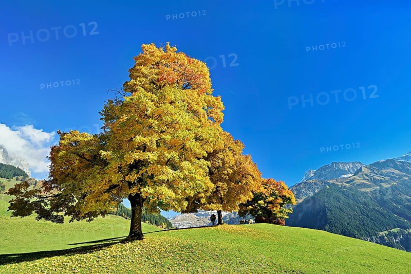 A group of sycamore maples (Acer pseudo plantanus), in autumnal colour, Canton Uri, Switzerland, Europe
