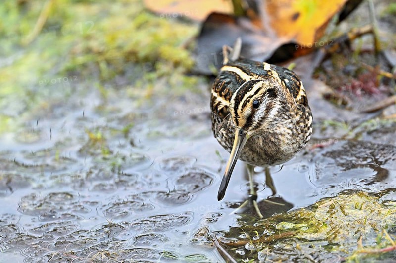 Jack snipe (Lymnocryptes minimus), foraging, Switzerland, Europe
