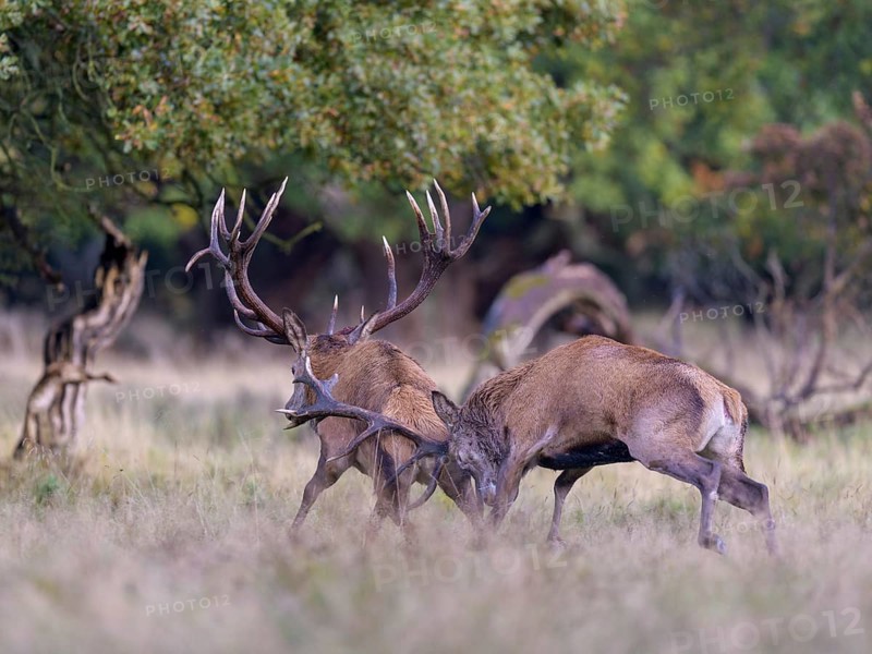 Red deer (Cervus elaphus), top deer drives out defeated rival from meadow after rutting fight, Zealand, Denmark, Europe