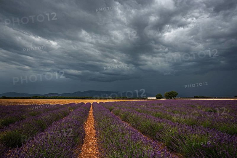 Lavender (Lavandula angustifolia) field, flowering real lavender, thunderstorm atmosphere, thunderclouds, near Puimoisson, Provence, Provence-Alpes-Cote d Azur, South of France, France, Europe