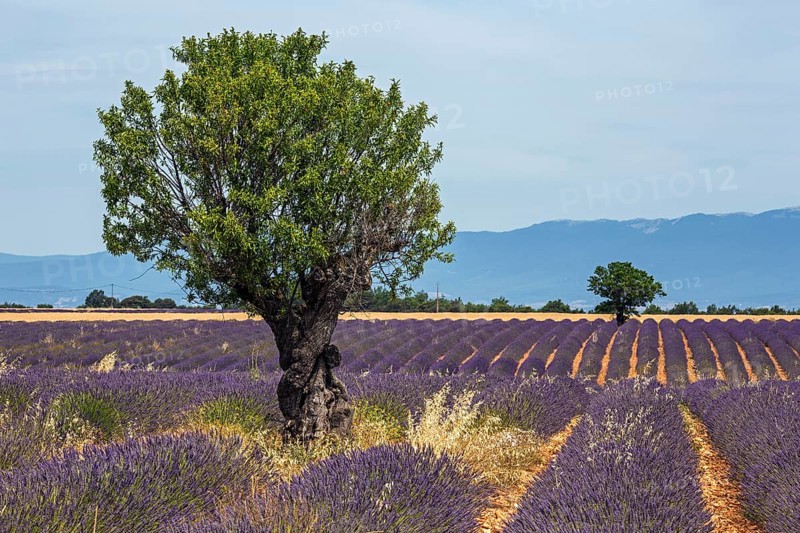 Trees in a lavender field, flowering true lavender (Lavandula angustifolia), near Puimoisson, Plateau de Valensole, Provence, Provence-Alpes-Cote d Azur, Southern France, France, Europe