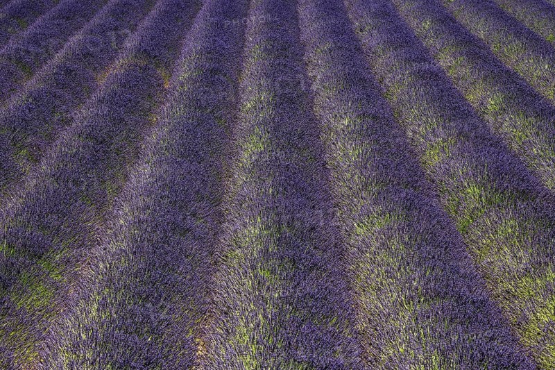 Lavender field, flowering true lavender (Lavandula angustifolia), near Puimoisson, Plateau de Valensole, Provence, Provence-Alpes-Cote d Azur, Southern France, France, Europe