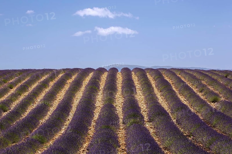 Lavender field, flowering true lavender (Lavandula angustifolia), near Valensole, Provence, Provence-Alpes-Cote d Azur, South of France, France, Europe