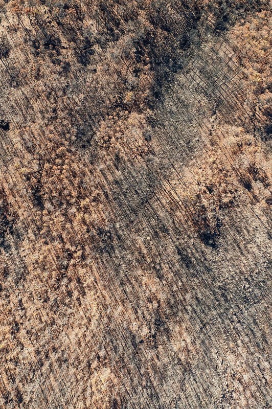 Burned Stone or Umbrella Pines (Pinus pinea) after a forest fire, aerial view, drone shot, Sierra Bermeja, Málaga Province, Andalusia, Spain, Europe