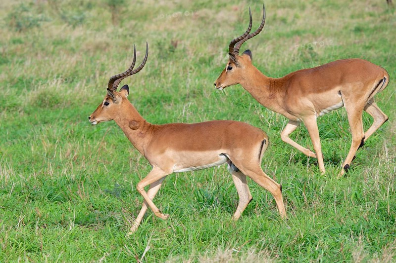 Two Impalas (Aepyceros melampus melampus) running in the savannah, Kwazulu Natal Province, South Africa, Africa