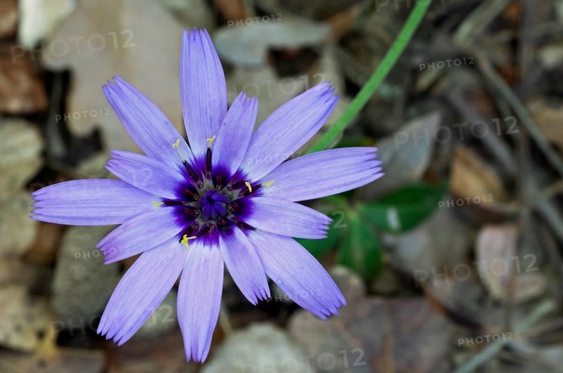 Mountain lettuce, blue lettuce (Lactuca perennis), blue lettuce in flower