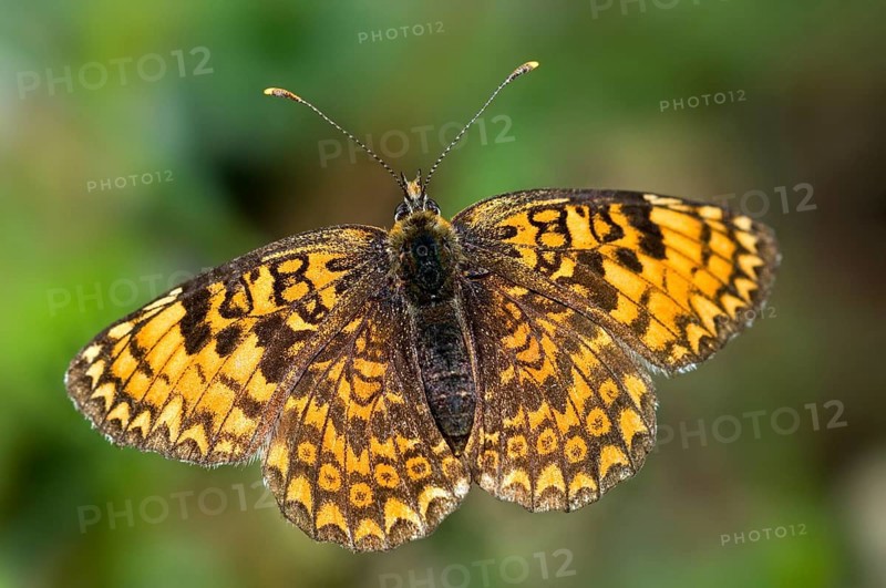 Brush-footed butterfly (Nymphalidae), Other animals, Insects, Butterflies, Animals, Glanville fritillary (Melitaea cinxia) butterfly