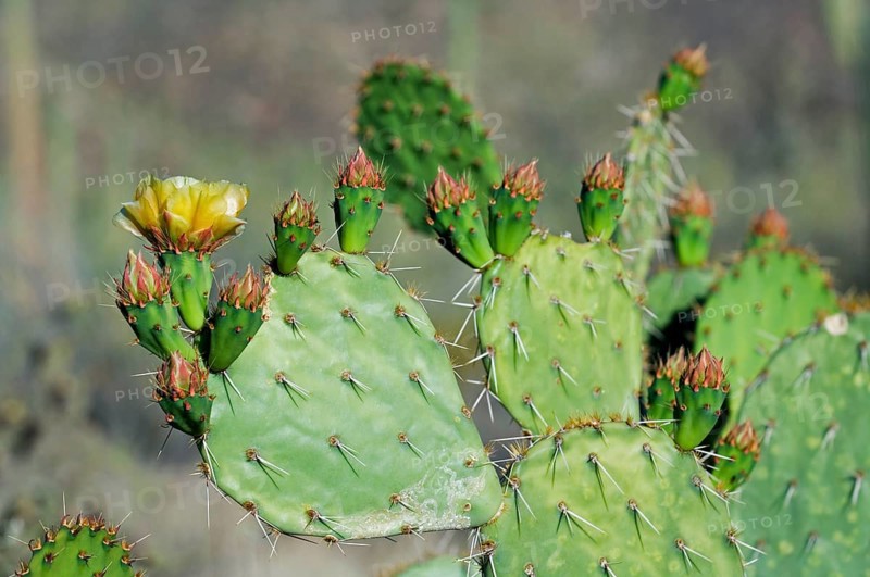 Engelmann's prickly pear (Opuntia engelmannii), cow's tongue cactus, Texas prickly pear in flower in spring, Sonoran Desert, Arizona, USA, North America