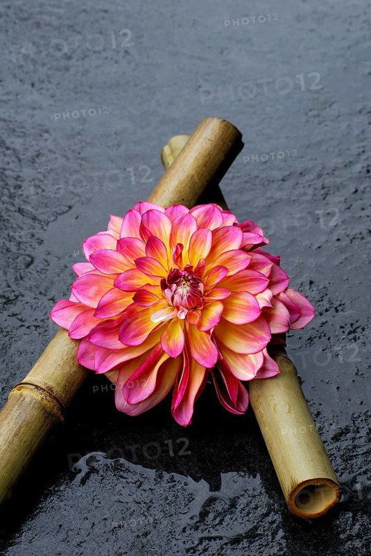 Dahlia 'Carribean Fantasy' on bamboo cane (Dahlia hybrida)