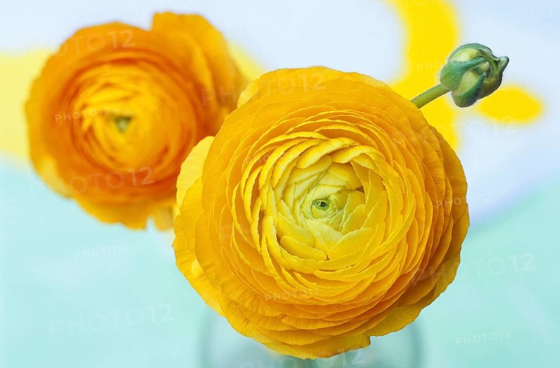 Persian Buttercup (Ranunculus asiaticus) buttercup, buttercup, buttercup