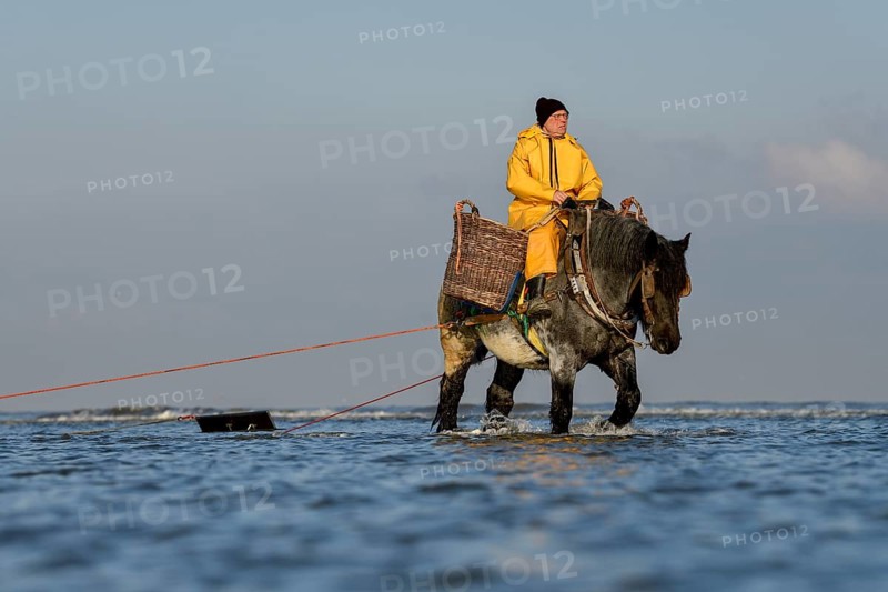 Horse fishermen catching Brown shrimp (Crangon crangon), Koksijde, North Sea coast, province of West Flanders, Belgium, Europe