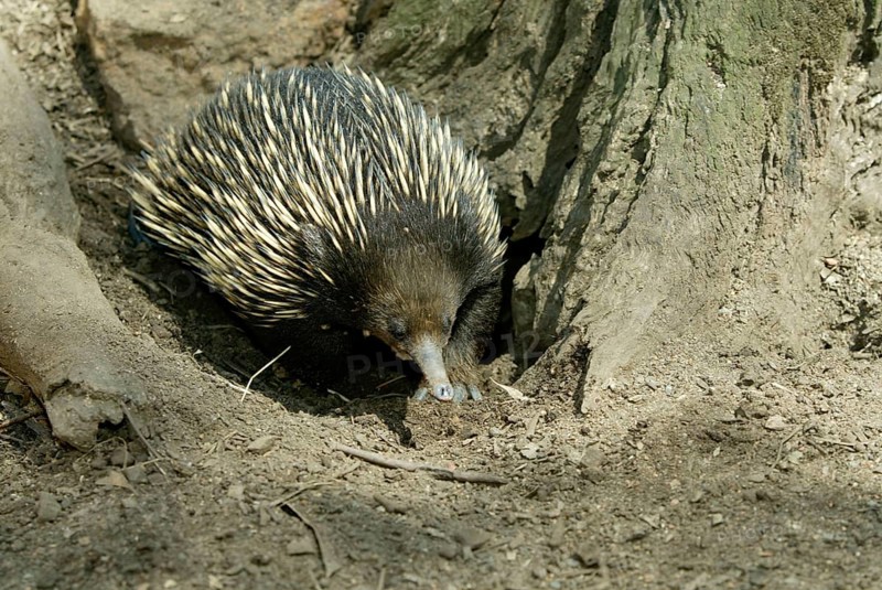 Short-beaked Echidna (Tachyglossus aculeatus), Australia, Schnabeligel, Australien, eierlegende Saeugetiere, Oceania