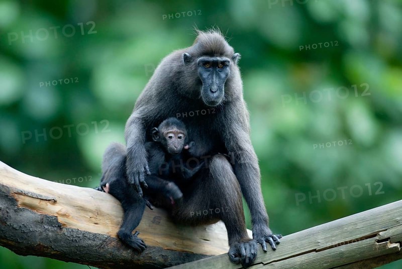 Sulawesi Crested Black Macaques (Macaca nigra), female with young, Schopfmakaken, Weibchen mit Jungtier /