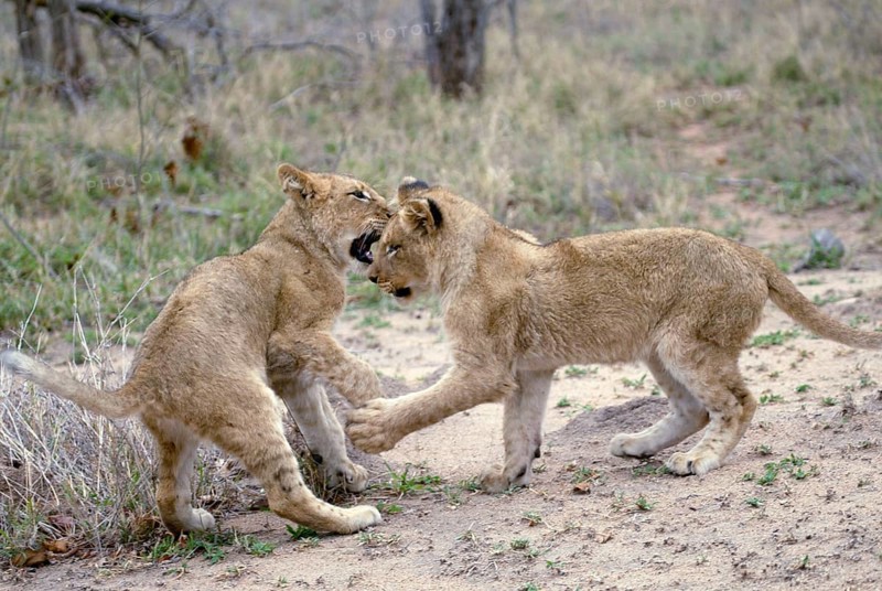 African Lions (Panthera leo), cubs, Sabi Sand Game Reserve, South Africa, cub, Africa