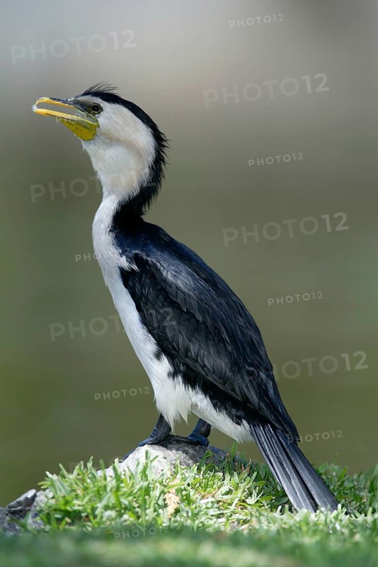 Pied Cormorant, lateral, side, Australia, Curly Cormorant (Phalacrocorax melanoleucos), Australia, Oceania
