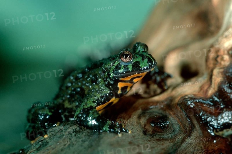 Oriental Fire-bellied Toad (Bombina orientalis)