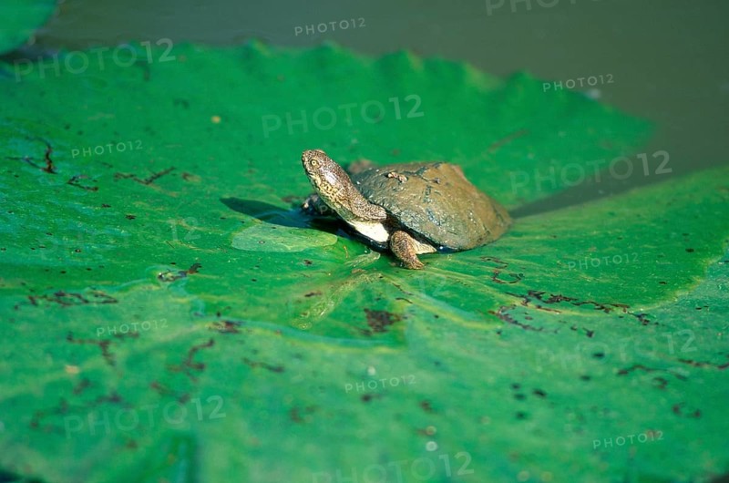 Helmeted Turtle (Pelomedusa subrufa), South_Africa