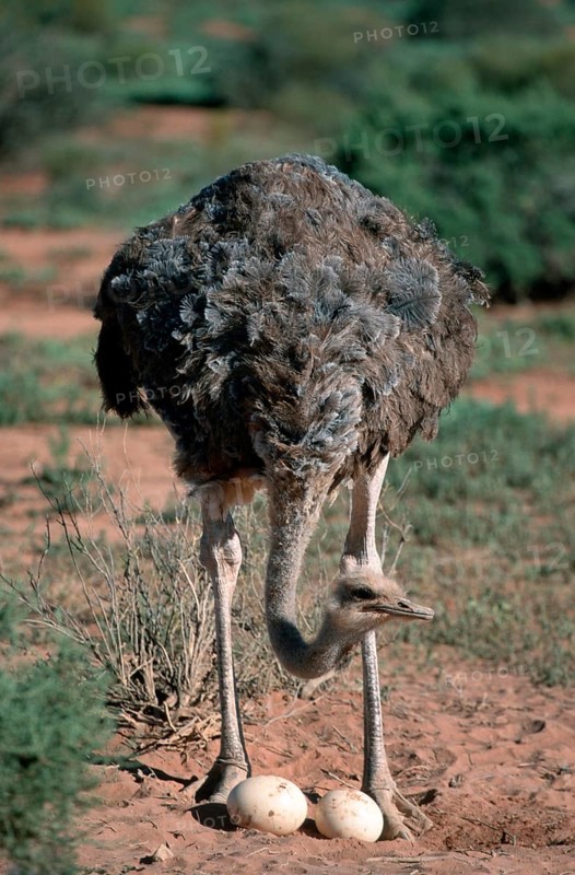 South african ostrich (Struthio camelus australis), female at nest with eggs, South Africa, Africa