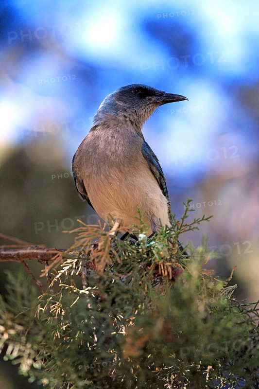 Gray-breasted Jay, Sonora Desert, Arizona, USA (Aphelocoma ultramarina), Mexican Jay