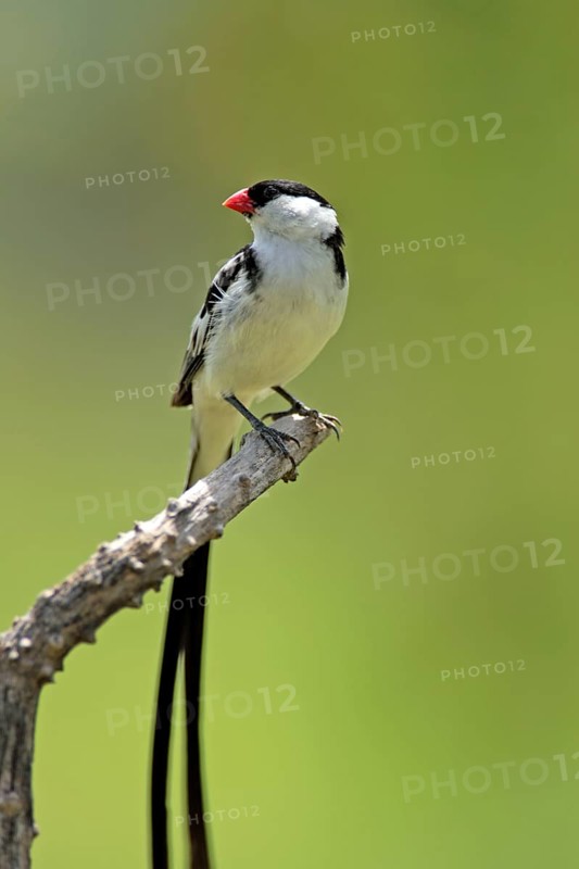 Pintailed Whydah, male, Sabie Sand Game Reserve, South Africa (Vidua macroura)