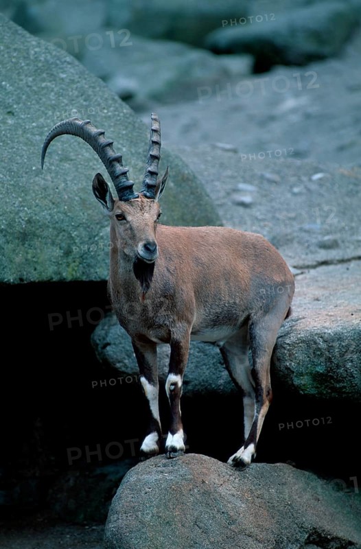 Nubian ibex, male (Capra ibex nubiana), asia, mammals, ungulates (cloven-hoofed animals), wild goats, outside, outdoor, vertical, standing, adult