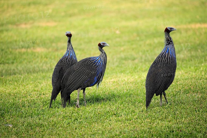 Vulturine Guineafowls (Acryllium vulturinum)