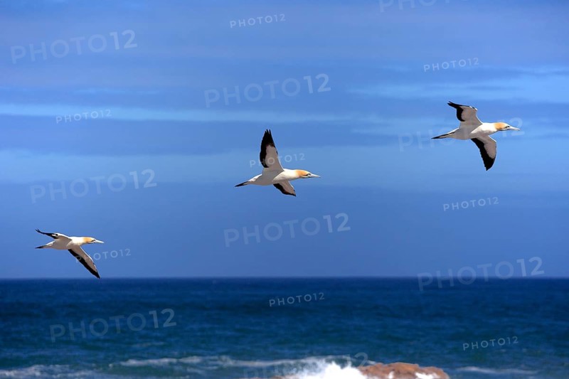Cape gannet (Morus capensis), Lambert's Bay, South Africa (Sula capensis)