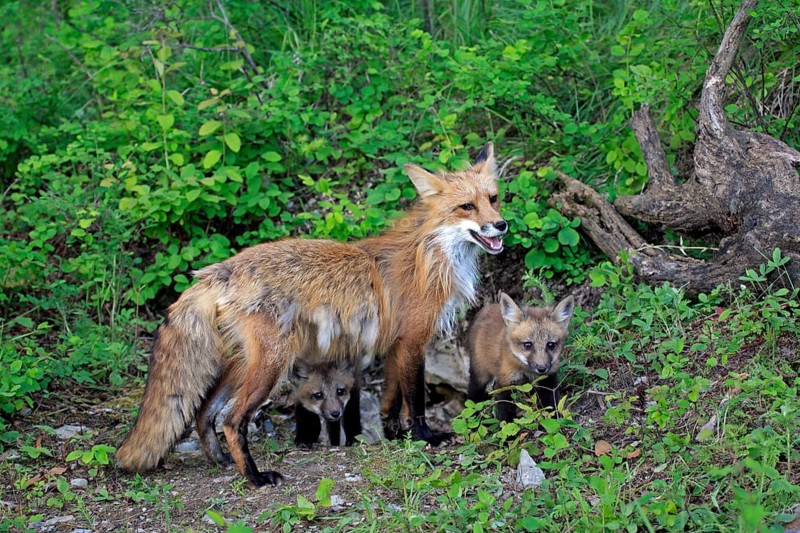American red fox (Vulpes vulpes fulva), female and young, 10 american red fox
