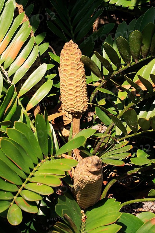 Poplar plant (Zamia furfuracea)