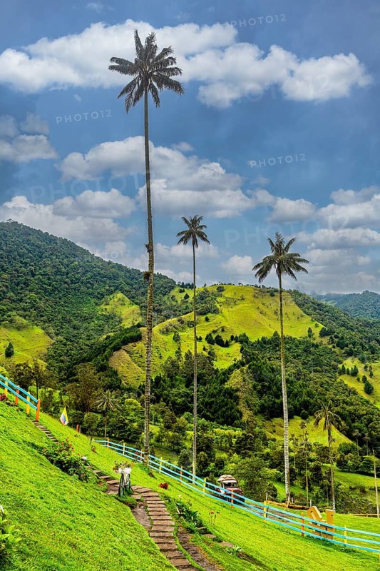 Wax palms largest palms in the world, Cocora valley, Unesco site coffee cultural landscape, Salento, Colombia, South America