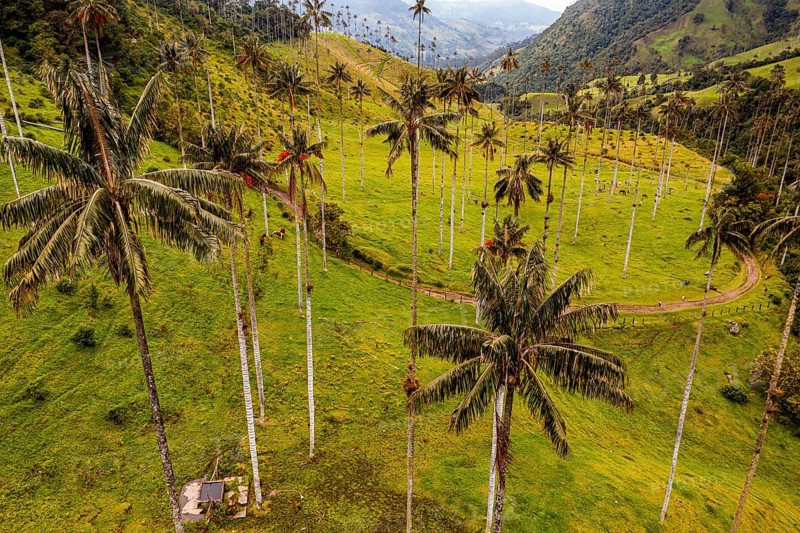 Wax palms largest palms in the world, Cocora valley, Unesco site coffee cultural landscape, Salento, Colombia, South America